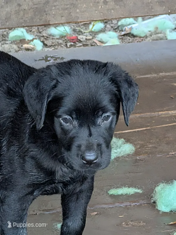 Ash – Labrador Retriever puppy for sale in Madison, FL