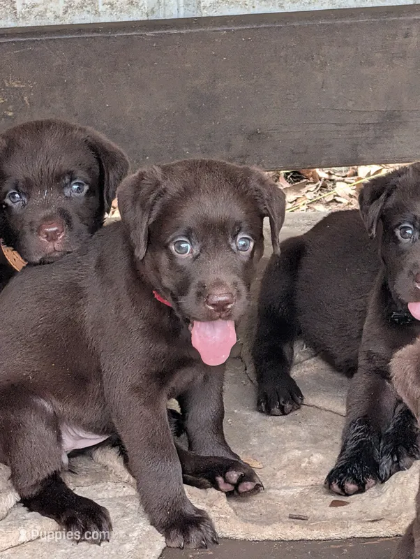 Coco – Labrador Retriever puppy for sale in Madison, FL