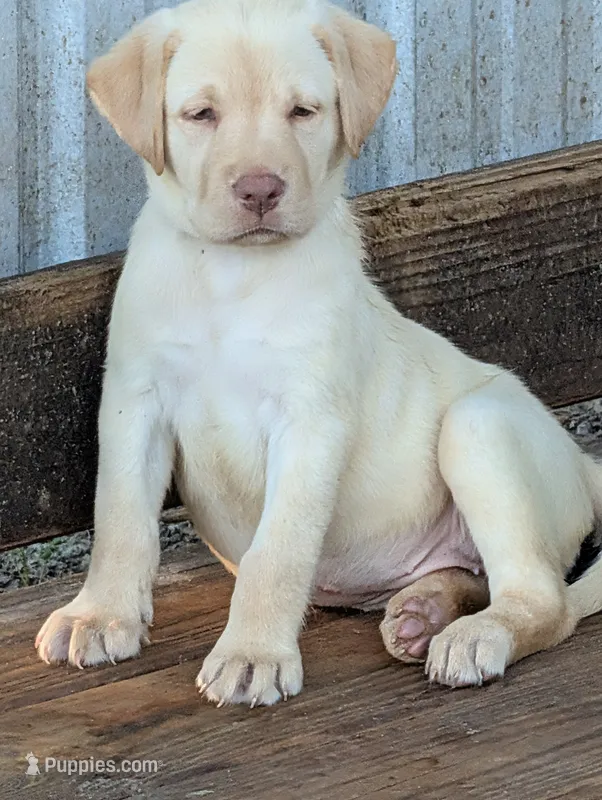 Dutchess – Labrador Retriever puppy for sale in Madison, FL