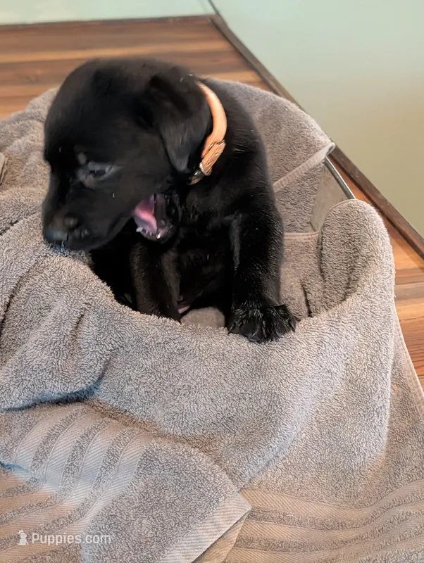 Ace – Labrador Retriever puppy for sale in Madison, FL