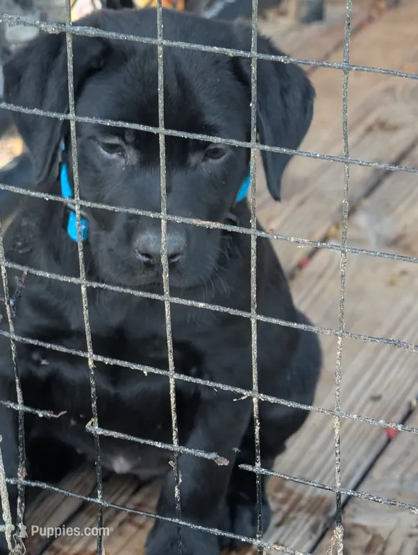 Ash – Labrador Retriever puppy for sale in Madison, FL