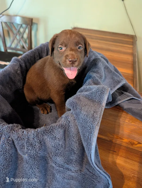 Loki  – Labrador Retriever puppy for sale in Madison, FL
