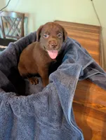 Loki , a male Labrador Retriever for sale in Madison, FL – 1 of 4