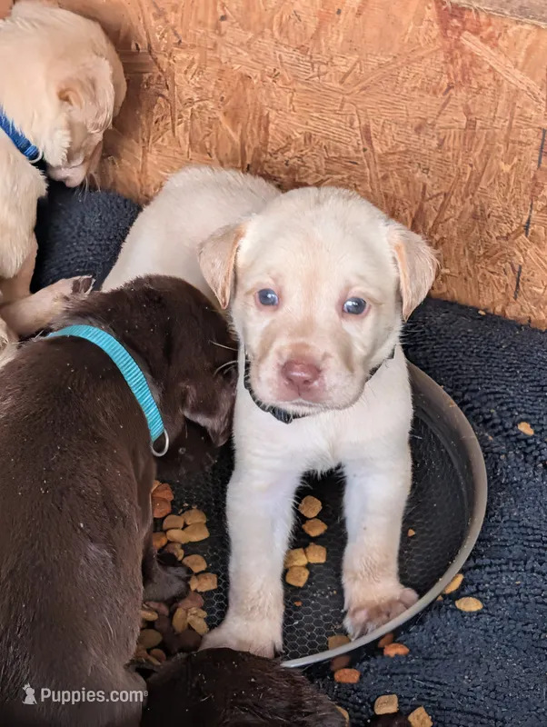 Blitz  – Labrador Retriever puppy for sale in Madison, FL