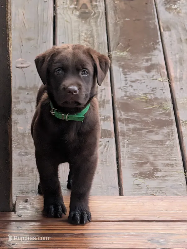 Coco – Labrador Retriever puppy for sale in Madison, FL