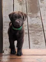 Coco, a female Labrador Retriever for sale in Madison, FL – 1 of 1