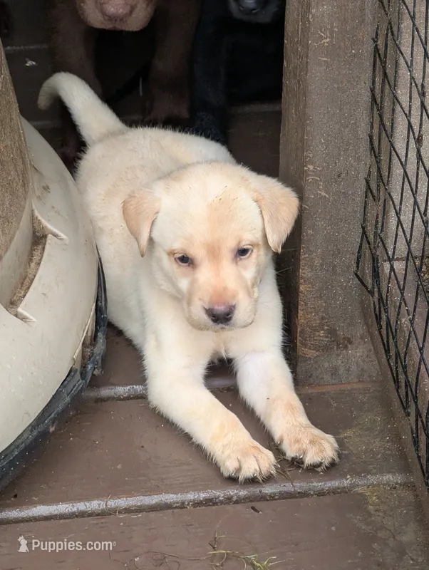 Blitz – Labrador Retriever puppy for sale in Madison, FL