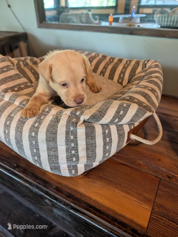 Blitz  – Labrador Retriever puppy for sale in Madison, FL
