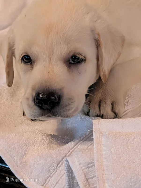 Blitz – Labrador Retriever puppy for sale in Madison, FL