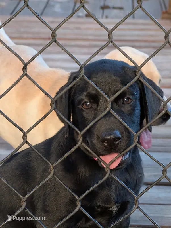 Ash  – Labrador Retriever puppy for sale in Madison, FL