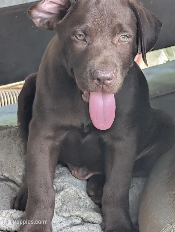 Loki  – Labrador Retriever puppy for sale in Madison, FL