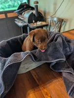Loki , a male Labrador Retriever for sale in Madison, FL – 2 of 4