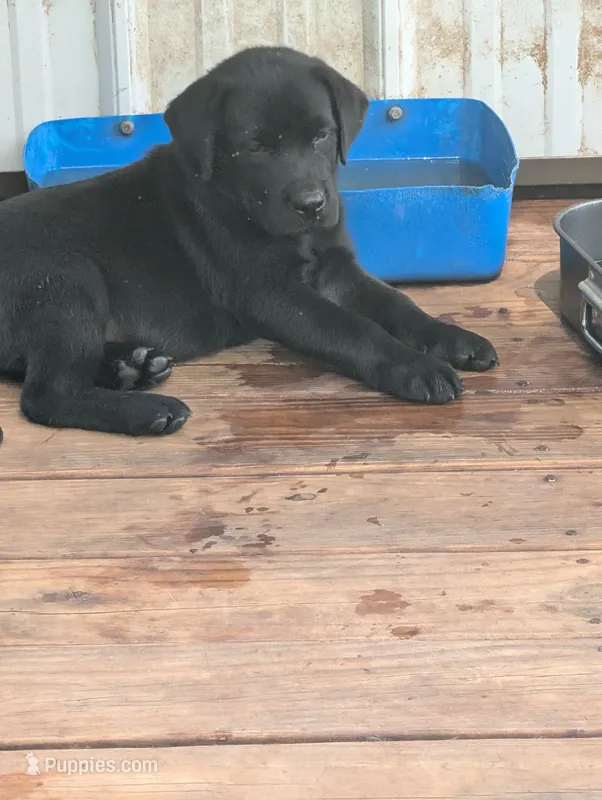 Ace – Labrador Retriever puppy for sale in Madison, FL