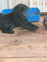 Ace, a male Labrador Retriever for sale in Madison, FL – 1 of 1