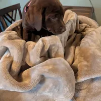 Mocha , a female Labrador Retriever for sale in Madison, FL – 1 of 1