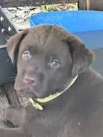 Blitz , a male Labrador Retriever for sale in Madison, FL – 1 of 1