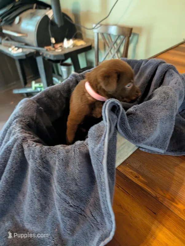 Mocha  – Labrador Retriever puppy for sale in Madison, FL