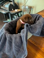 Mocha , a female Labrador Retriever for sale in Madison, FL – 1 of 4