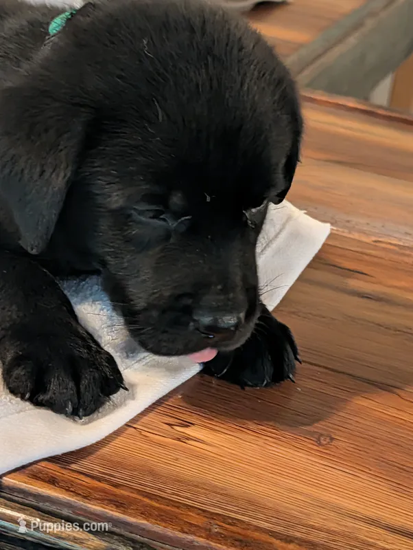 Ace – Labrador Retriever puppy for sale in Madison, FL