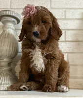 Mini Female 4- Lil, a female Goldendoodle for sale in Denton, TX – 3 of 6