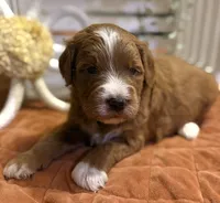 Mini Female 5- Barbara Jean, a female Miniature Goldendoodle for sale in Denton, TX – 6 of 7