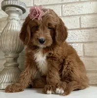 Mini Female 2- Gigi, a female Miniature Goldendoodle for sale in Denton, TX – 1 of 6