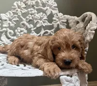 Mini Male 1 Maverick , a male Goldendoodle and Miniature Goldendoodle for sale in Denton, TX – 2 of 6