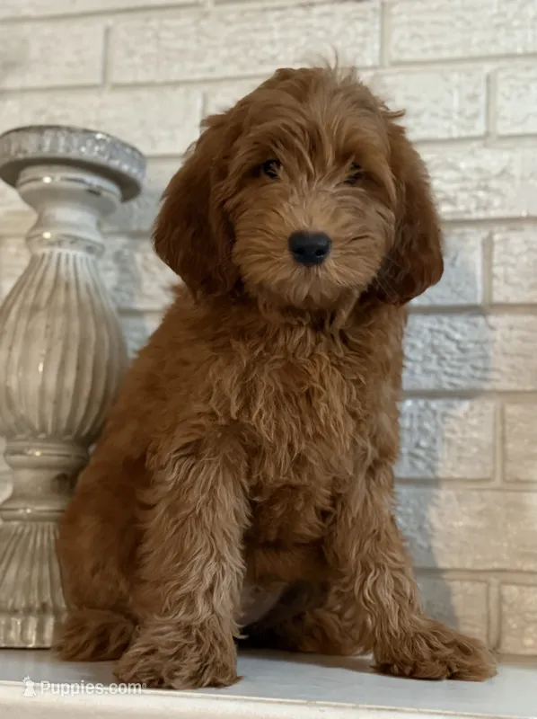 F1b Micro Mini Male 5 – Goldendoodle, Miniature Goldendoodle puppy for sale in Denton, TX