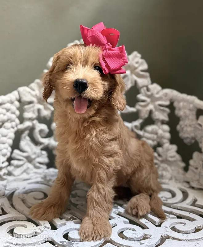 Mini Female 2 Rose – Goldendoodle, Miniature Goldendoodle puppy for sale in Denton, TX