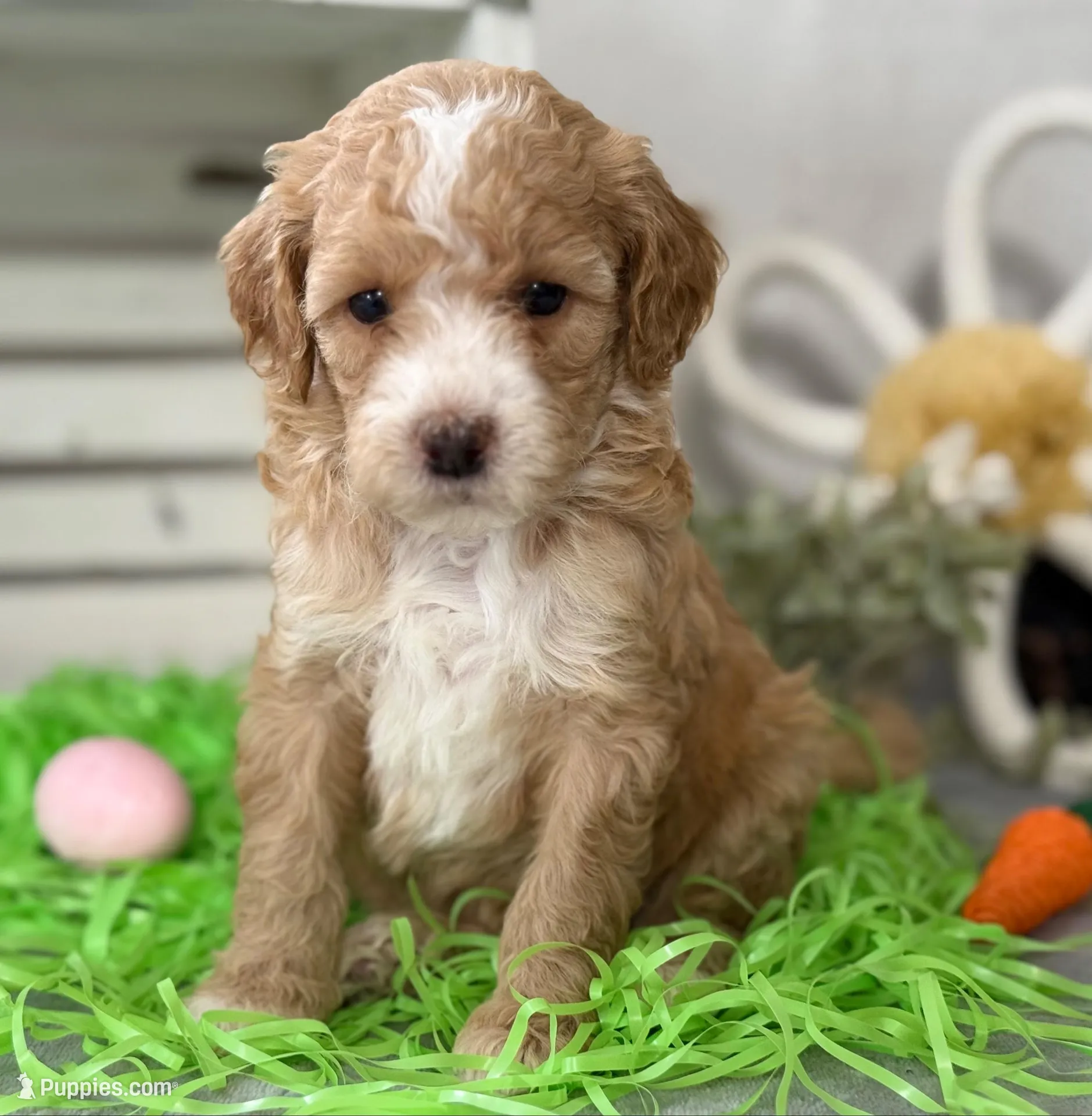 F1b Toy Female 2 Lilly – Goldendoodle puppy for sale in Denton, TX