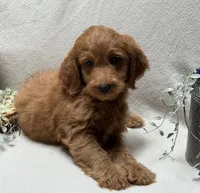 F1b Micro Mini Male 4, a male Goldendoodle and Miniature Goldendoodle for sale in Denton, TX – 5 of 5