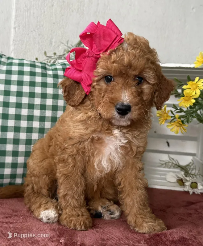 F1b Micro Female 2 – Irish Doodle puppy for sale in Denton, TX