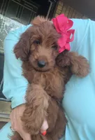 Mini Female 2- Roxy, a female Irish Doodle for sale in Denton, TX – 2 of 4