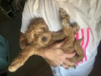 Mini Male 1 Maverick , a male Goldendoodle and Miniature Goldendoodle for sale in Denton, TX – 6 of 6