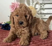 Mini Female 1- Ginger , a female Goldendoodle for sale in Denton, TX – 6 of 6