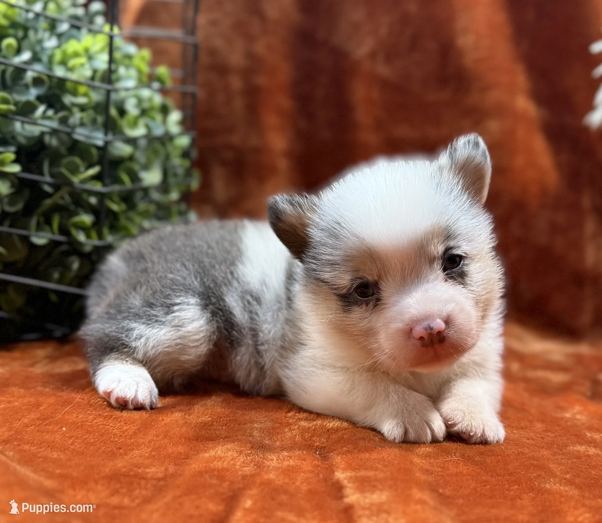 Female 1- Blue Eyed Trixie – Pembroke Welsh Corgi Puppy | Puppies.com