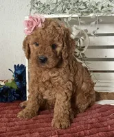 Mini Female 1- Ginger , a female Goldendoodle for sale in Denton, TX – 1 of 6