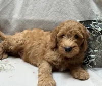 Mini Male 2 Levi, a male Goldendoodle and Miniature Goldendoodle for sale in Denton, TX – 4 of 5