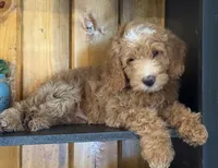Mini Male 1 Dallas, a male Goldendoodle and Miniature Goldendoodle for sale in Denton, TX – 6 of 7