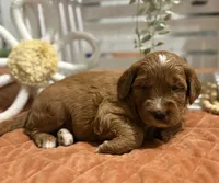 Mini Female 4- Lil, a female Goldendoodle for sale in Denton, TX – 3 of 7