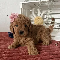 Mini Female 1 - Ginger, a female Miniature Goldendoodle for sale in Denton, TX – 2 of 5