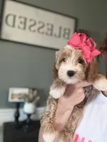 Mini Female 1 Georgia, a female Goldendoodle and Miniature Goldendoodle for sale in Denton, TX – 3 of 6