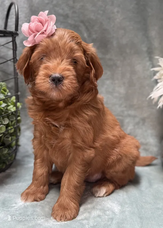 Mini Female 1- Roxanne  – Miniature Goldendoodle puppy for sale in Denton, TX