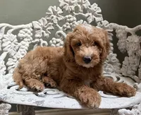 Mini Male 2 Dallas, a male Goldendoodle and Miniature Goldendoodle for sale in Denton, TX – 3 of 6