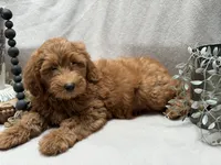 F1b Micro Mini Male 5, a male Goldendoodle and Miniature Goldendoodle for sale in Denton, TX – 5 of 6