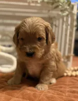 Mini Male 1- Georgie, a male Goldendoodle for sale in Denton, TX – 3 of 7