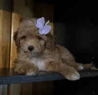 F1b Toy Female 5 Suzie Q, a female Goldendoodle for sale in Denton, TX – Photo 6 of 6