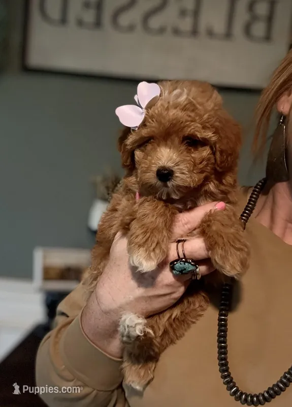 F1b Toy Female 5 Suzie Q – Goldendoodle puppy for sale in Denton, TX
