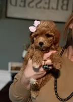 F1b Toy Female 5 Suzie Q, a female Goldendoodle for sale in Denton, TX – Photo 1 of 6