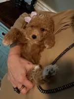 F1b Toy Female 5 Suzie Q, a female Goldendoodle for sale in Denton, TX – Photo 2 of 6